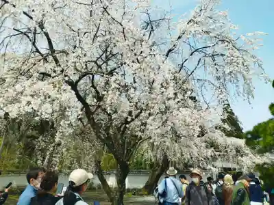 三宝院（三宝院門跡）(京都府)