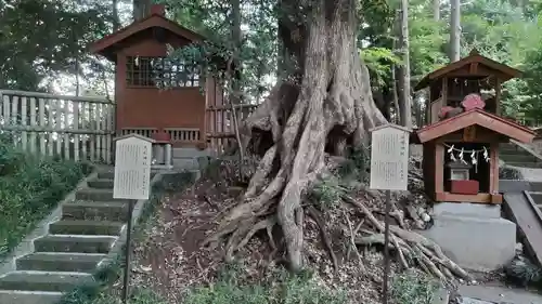 塚崎神明社の自然