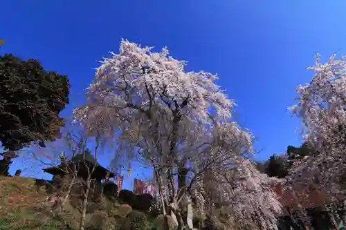 龍光寺の庭園