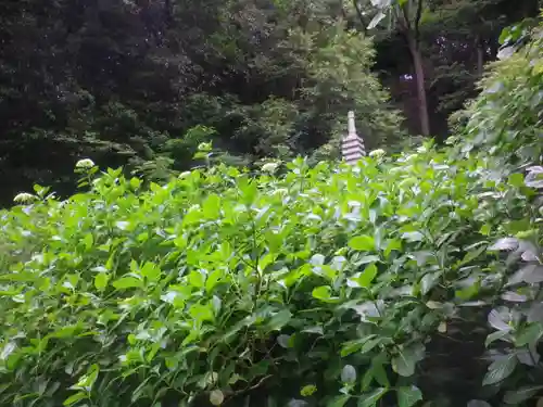 安國論寺（安国論寺）の自然