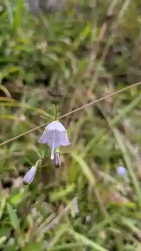 舌根寺廃寺・力寿の桜の自然