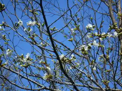 圓久寺（円久寺）の自然