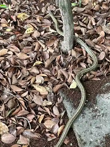 丹南天満宮の動物