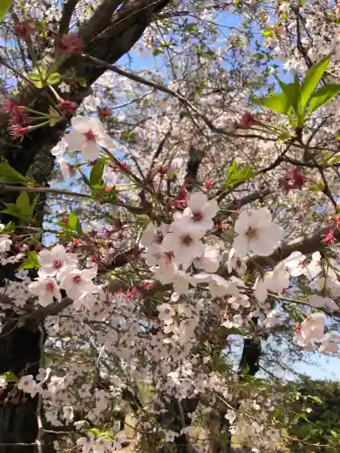 伏木香取神社の自然
