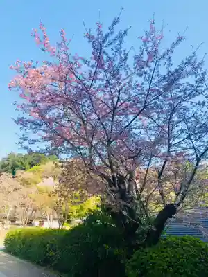 岡寺(龍蓋寺)(奈良県)