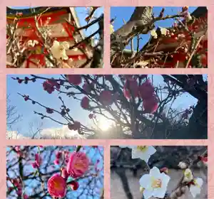 多治速比売神社(大阪府)(2024年02月06日(火) 21時05分53秒投稿)