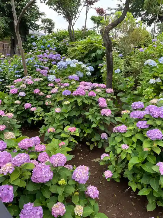 白山神社の自然