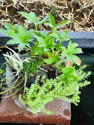 下野 星宮神社の自然