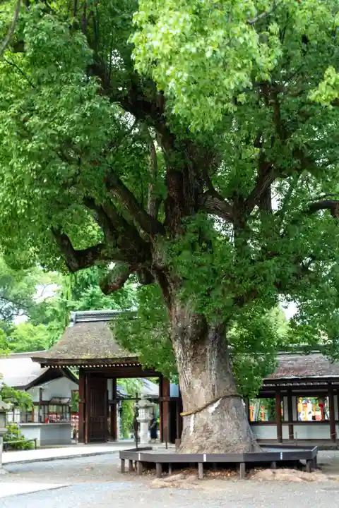 平野神社(京都府)