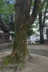 足助神社の自然