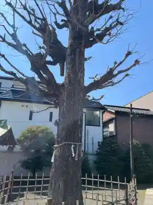 子安八幡神社(北糀谷)の{uncategorized: "未分類", other: "その他", undefined: "問題あり", building: "その他建物", grave: "お墓", sacred_gate: "鳥居", guardian: "狛犬", statue: "像", buddha: "仏像", history: "歴史", nature: "自然", garden: "庭園", animal: "動物", pagoda: "塔", temizu: "手水舎", mountain_gate: "山門・神門", sanctuary: "本殿・本堂", subordinate: "末社・摂社", art: "芸術", scenery: "景色", jizo: "地蔵", ema: "絵馬", goshuin: "御朱印", omikuji: "おみくじ", items: "授与品その他", amulet: "お守り", goshuincho: "御朱印帳", eats: "食事", festival: "お祭り", votive_dance: "神楽", shichigosan: "七五三参", wedding: "結婚式", experience: "体験その他", initially: "初詣", around: "周辺", anti_infection: "感染症対策"}