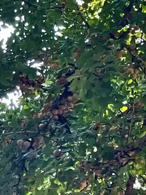 雲八幡宮の自然