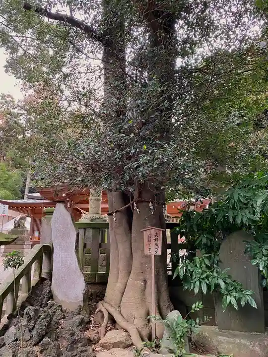 岩槻久伊豆神社の自然