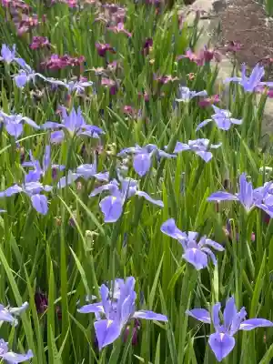 賀茂神社の{uncategorized: "未分類", other: "その他", undefined: "問題あり", building: "その他建物", grave: "お墓", sacred_gate: "鳥居", guardian: "狛犬", statue: "像", buddha: "仏像", history: "歴史", nature: "自然", garden: "庭園", animal: "動物", pagoda: "塔", temizu: "手水舎", mountain_gate: "山門・神門", sanctuary: "本殿・本堂", subordinate: "末社・摂社", art: "芸術", scenery: "景色", jizo: "地蔵", ema: "絵馬", goshuin: "御朱印", omikuji: "おみくじ", items: "授与品その他", amulet: "お守り", goshuincho: "御朱印帳", eats: "食事", festival: "お祭り", votive_dance: "神楽", shichigosan: "七五三参", wedding: "結婚式", experience: "体験その他", initially: "初詣", around: "周辺", anti_infection: "感染症対策"}