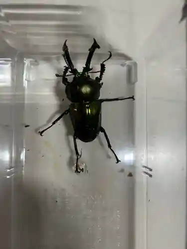 安用寺(愛知県)