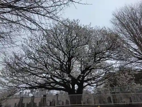 八幡山観音寺(神奈川県)