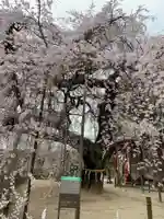 小川諏訪神社の自然