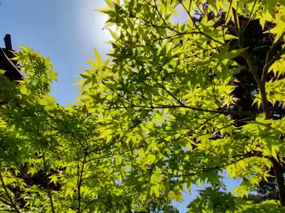 天台宗 五大山 白毫寺の自然