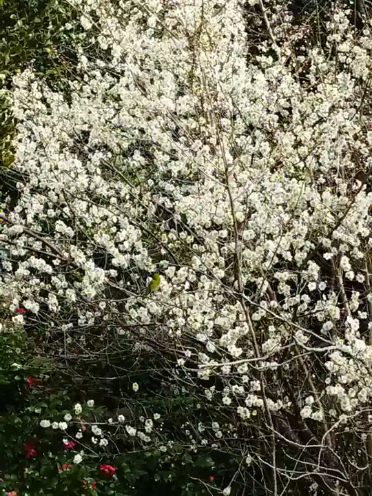 宗像神社の自然