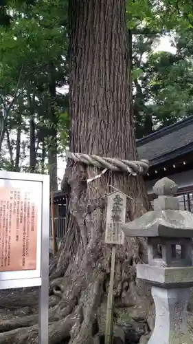 小室浅間神社の自然