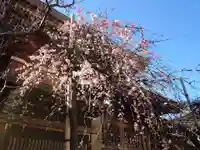 湯島天満宮の自然