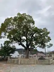 神戸神社の自然