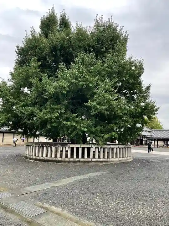 本願寺(西本願寺)の自然