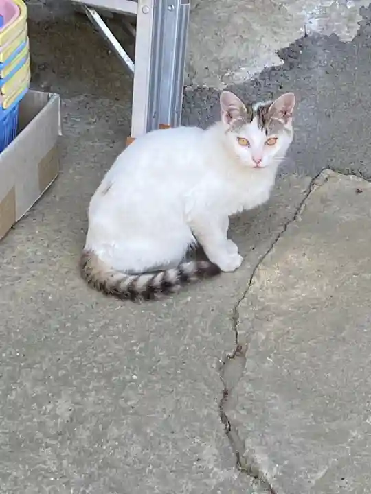 浄瑠璃寺の動物