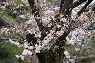開成山大神宮の自然
