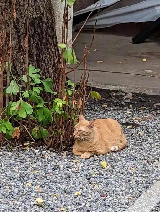 小野照崎神社の動物