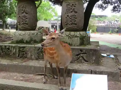 夫婦大國社（春日大社末社）の動物