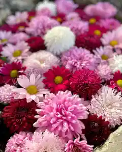 伊達神社(北海道)(2021年11月26日(金) 17時50分04秒投稿)