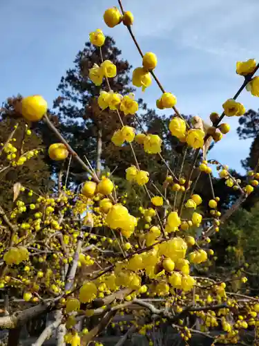 沙沙貴神社の自然