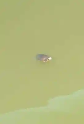 七百餘所神社 の動物