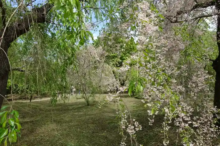 半木神社(賀茂別雷神社境外末社)の自然