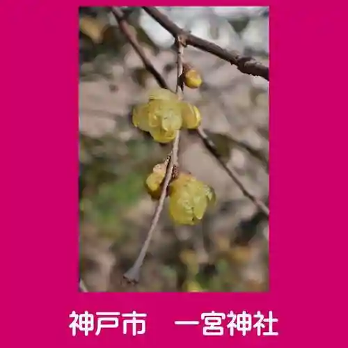 一宮神社の自然