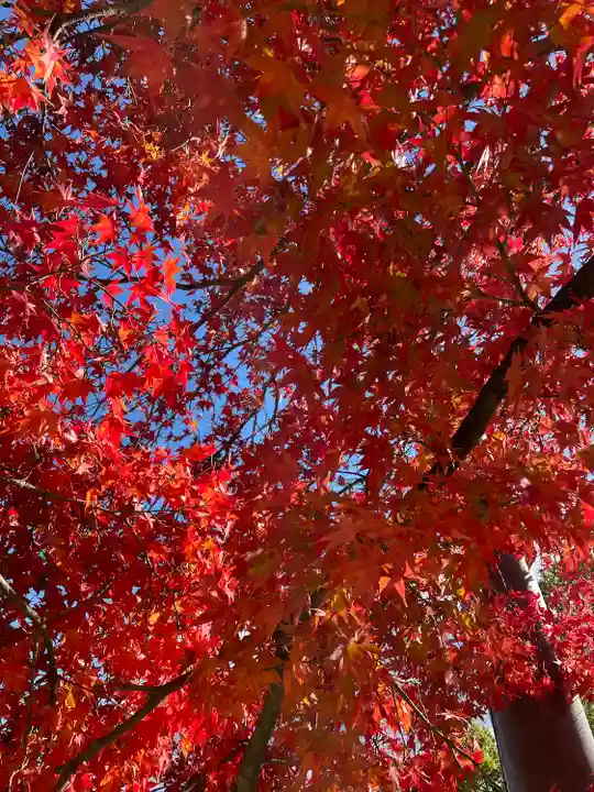 興福寺 五重塔(奈良県)