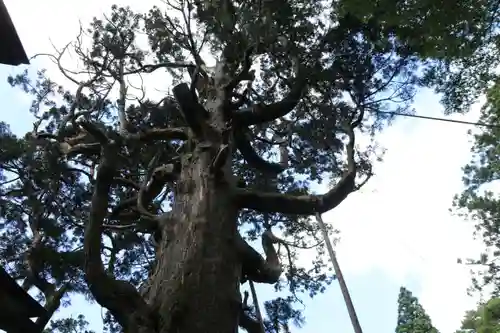 木幡山隠津島神社(二本松市)の自然
