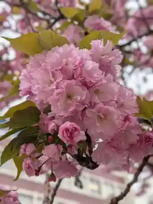 桜神宮(東京都)
