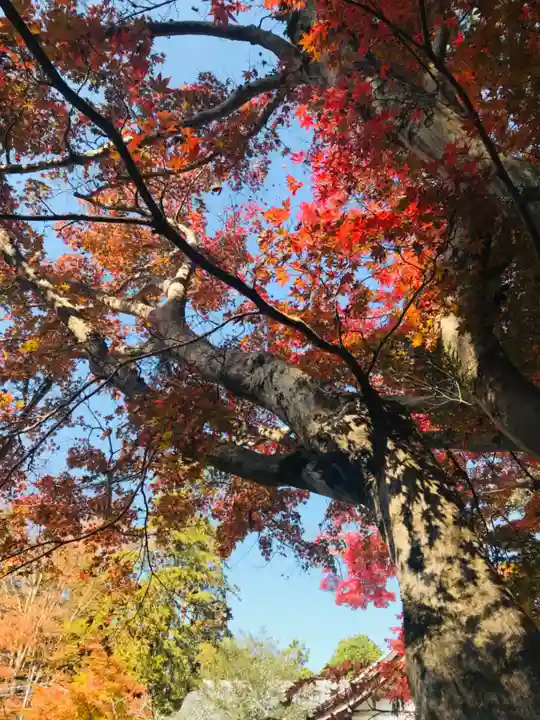 熊野本宮大社の自然
