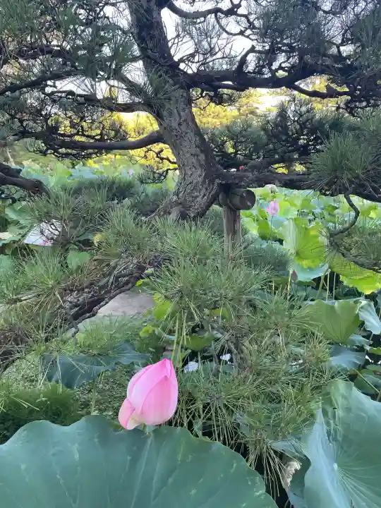 白山神社(新潟県)