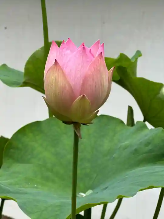 建長寺(神奈川県)