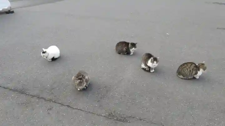 御誕生寺(猫寺)の動物