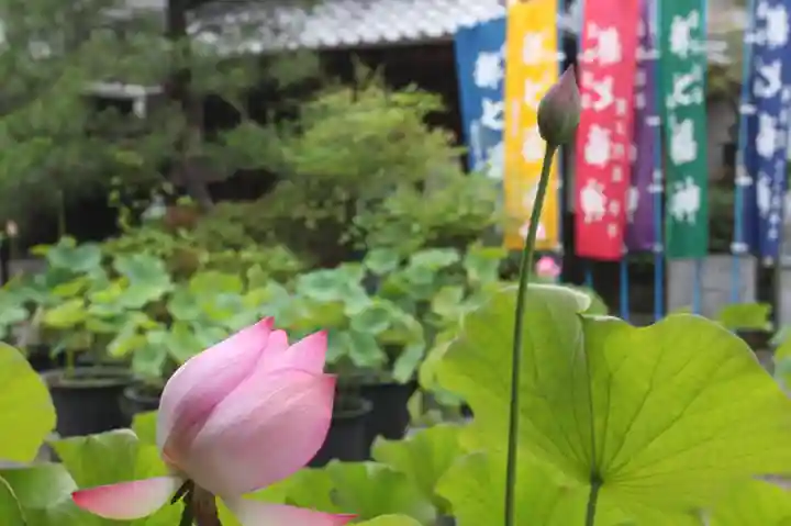 行願寺(革堂)(京都府)