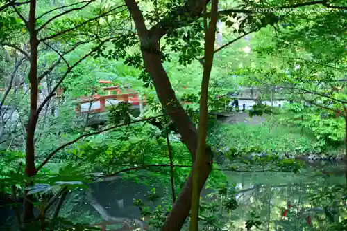 鶴岡八幡宮の庭園