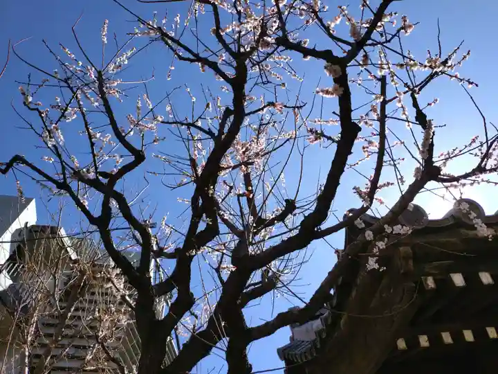 新井薬師(梅照院)(東京都)