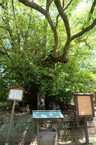 闘鶏神社の自然