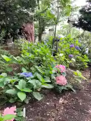 新琴似神社(北海道)