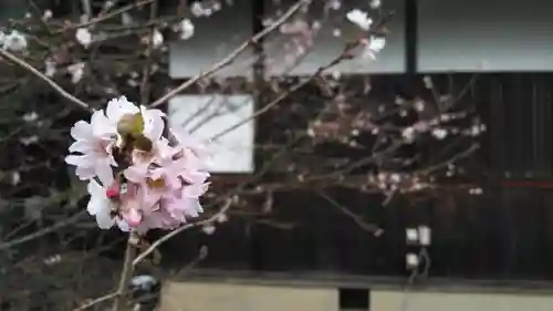 平野神社の自然