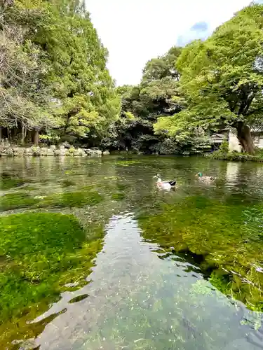 富士山本宮浅間大社(静岡県)